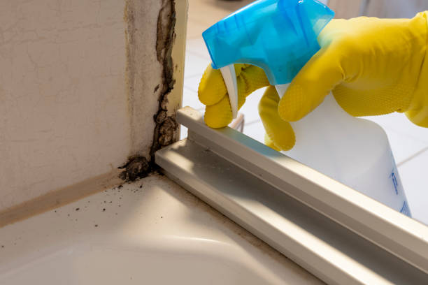 Best Commercial Mold Removal  in Cortez, FL