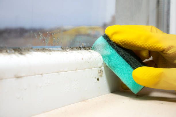 Office Mold Removal Services in Cortez, FL