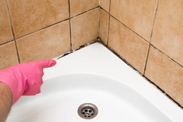 Best Residential Mold Removal  in Cortez, FL